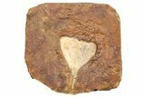 Paleocene Fossil Ginkgo Leaf - North Dakota #271243-1